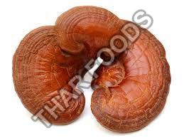 ganoderma-mushroom-1564983207-5031301_looking for distributors